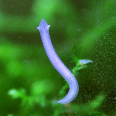 worms in fish|Types of Worms Found in Fish Aquariu.